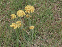 Helichrysum appendiculatum