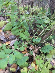 Chelidonium majus