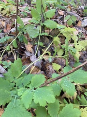Chelidonium majus