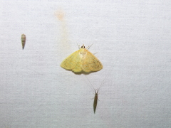 Ecpyrrhorrhoe puralis