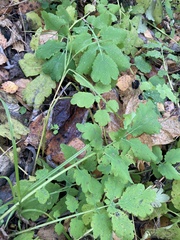 Chelidonium majus