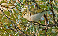 Phylloscopus plumbeitarsus