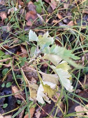 Artemisia vulgaris