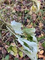 Artemisia vulgaris