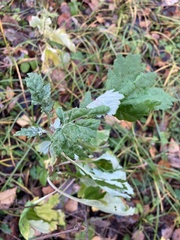 Artemisia vulgaris