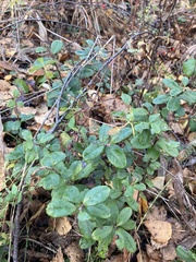 Vaccinium vitis-idaea