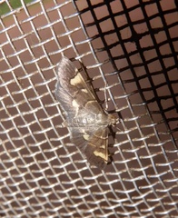 Syngamia