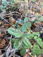 Vaccinium vitis-idaea