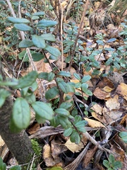 Vaccinium vitis-idaea