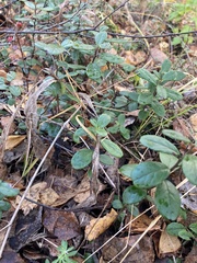 Vaccinium vitis-idaea