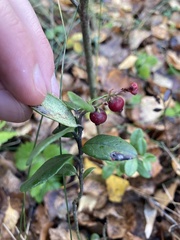 Vaccinium vitis-idaea