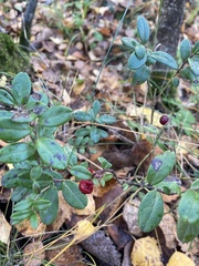 Vaccinium vitis-idaea