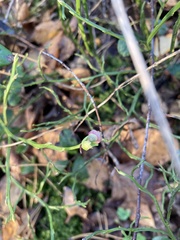 Vaccinium myrtillus