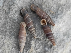 Carinigera lophauchena