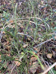 Vaccinium myrtillus