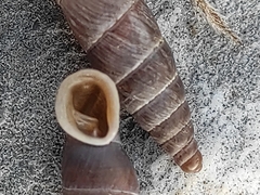 Carinigera lophauchena