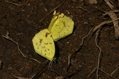 Eurema desjardinsii
