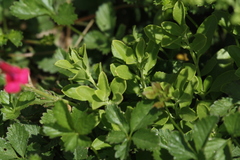 Salvia greggii