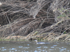 Aechmophorus clarkii