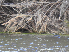 Aechmophorus clarkii