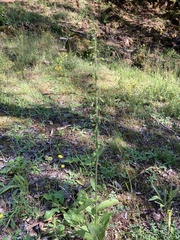 Epipactis atrorubens