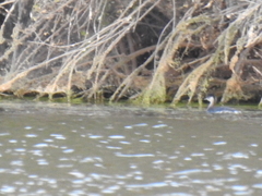 Aechmophorus clarkii