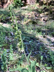 Epipactis atrorubens