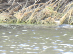 Aechmophorus clarkii