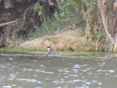 Aechmophorus clarkii