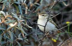 Phylloscopus plumbeitarsus