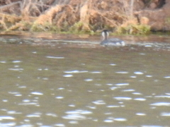 Aechmophorus clarkii