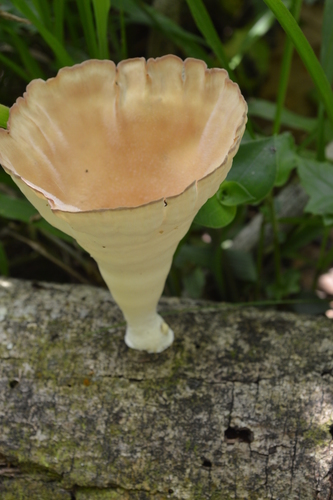 Cymatoderma elegans image