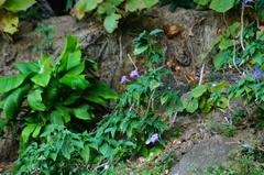 Ruellia breedlovei