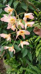 Dendrobium moschatum