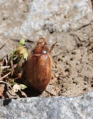 Phytholaema herrmanni