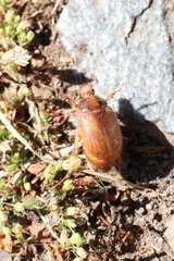 Phytholaema herrmanni