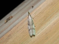 Peoria longipalpella