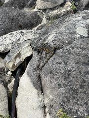 Pseudocordylus microlepidotus