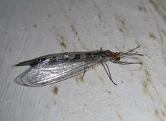 Megistopus flavicornis
