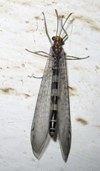 Megistopus flavicornis