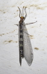 Megistopus flavicornis