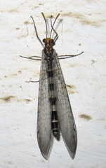 Megistopus flavicornis