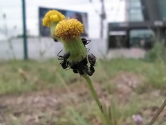 Camponotus termitarius