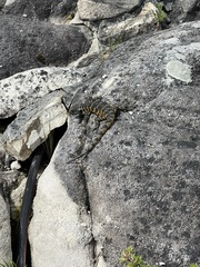 Pseudocordylus microlepidotus