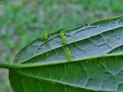 Celticecis aciculata