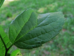 Celticecis aciculata