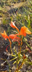 Watsonia coccinea