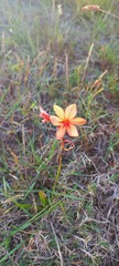 Watsonia coccinea