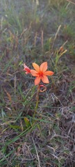 Watsonia coccinea