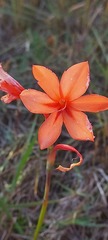 Watsonia coccinea